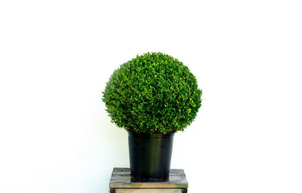 Bol Buxus 50 cm. sempervirens