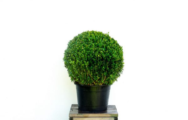 Bol Buxus 50 cm. microphylla “Faulkner”