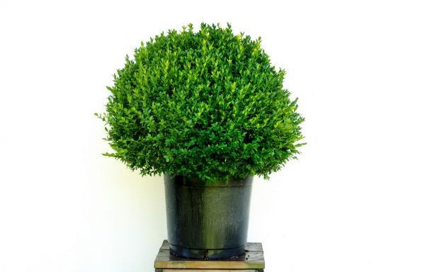 Bol Buxus 70 cm. sempervirens