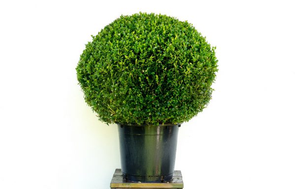 Bol Buxus 80 cm. sempervirens