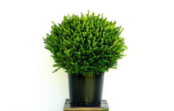 Bol Buxus 70 cm. microphylla “Faulkner”