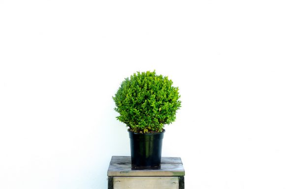 Bol Buxus 30 cm. sempervirens