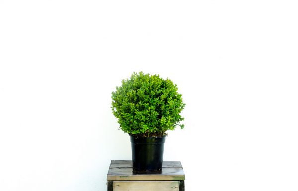 Bol Buxus 40 cm. sempervirens