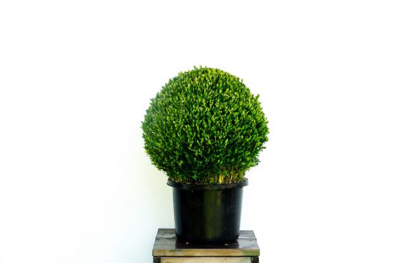 Bol Buxus 45 cm. sempervirens “Green Balloon”