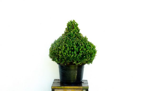 China Buxus sempervirens 10 lt.