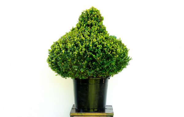 China Buxus sempervirens 26 lt. (nog niet beschikbaar)