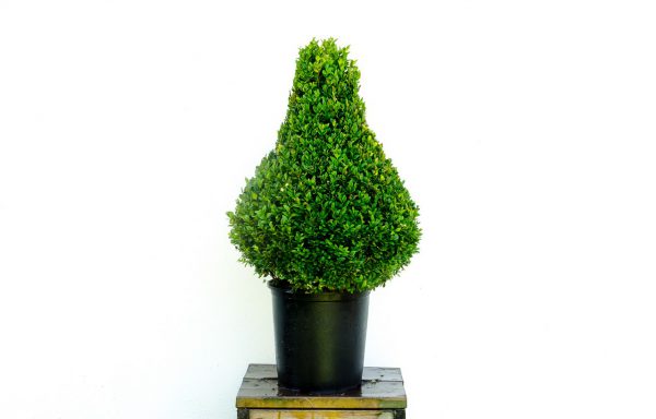 China Lang Buxus sempervirens 10 lt.