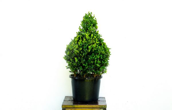 China Lang Buxus sempervirens “Hollandia” 12 lt.