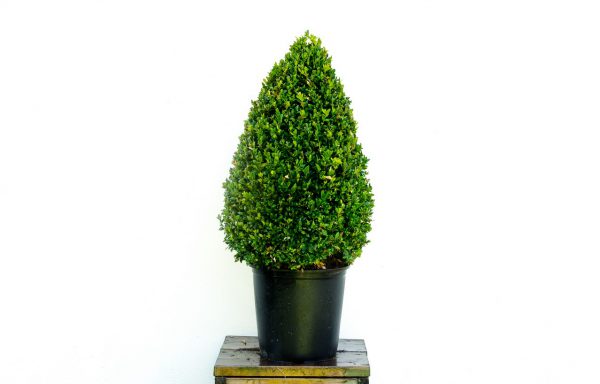 Conifeer Buxus sempervirens 10 lt.