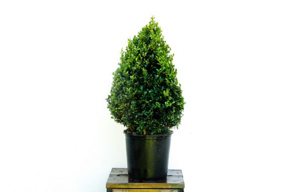 Conifeer Buxus sempervirens “Hollandia” 10 lt.