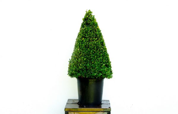 Kegel Buxus sempervirens 10 lt.