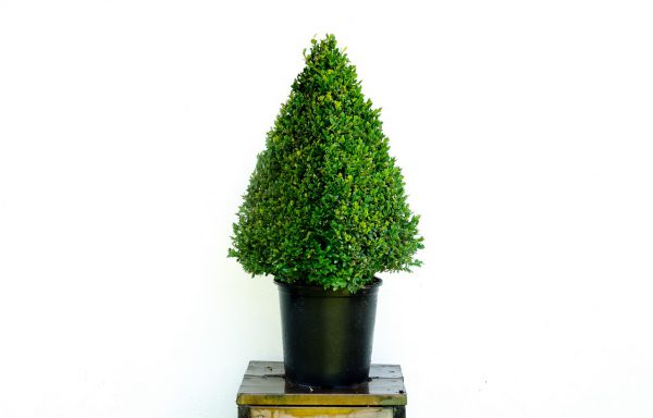 Piramide Buxus sempervirens 10 lt.