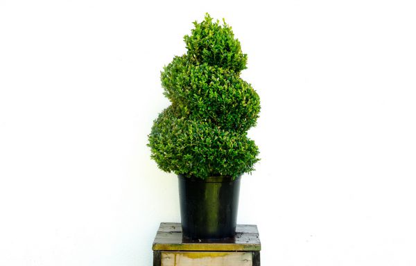 Spiraal Buxus sempervirens 10 lt. (nog niet beschikbaar)